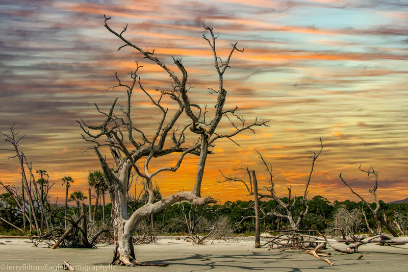 Driftwood Boneyard-E001.jpg