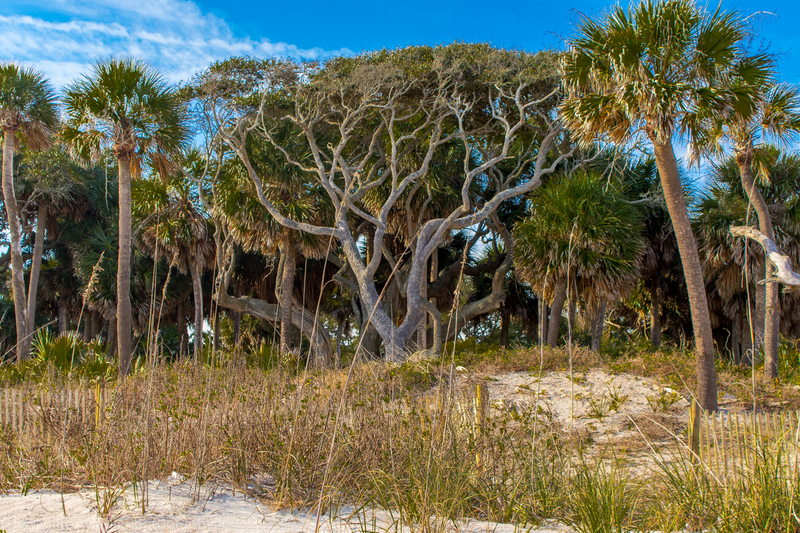Edisto Trees.jpg