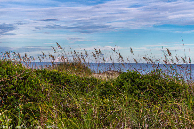Grass Covered Sand Dune.jpg