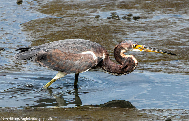 Heron Hunting for Food at Huntington State Park-001.jpg