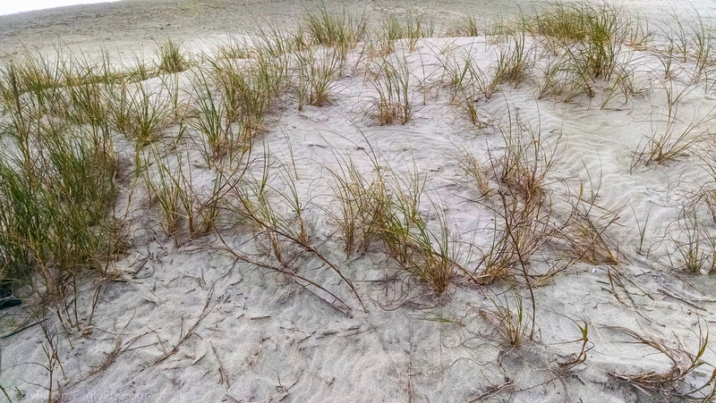 Patches on the Sand.jpg