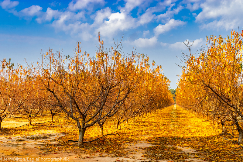 Peach Trees During Seasonal Change.jpg