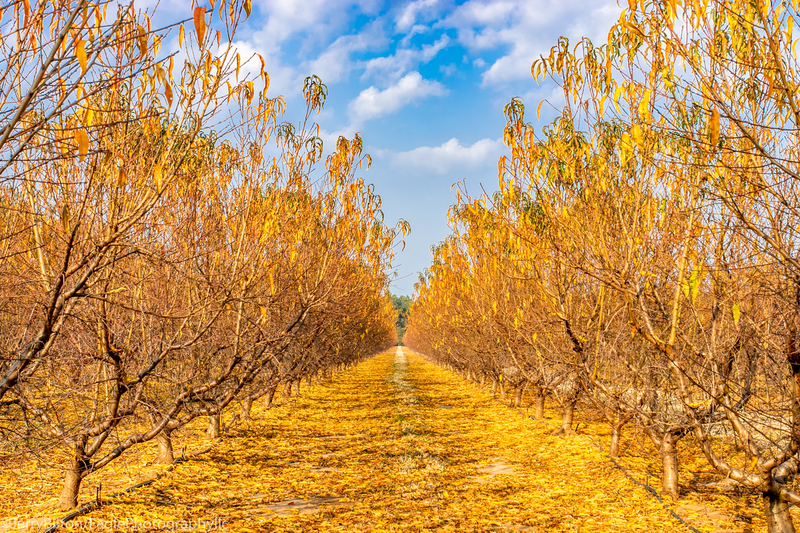 Peach Trees at Autumn.jpg