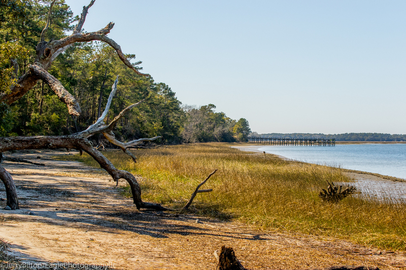Pinckney Refuge near HHI.jpg