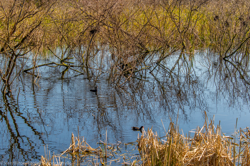 Pond at Pinckney Refuge.jpg