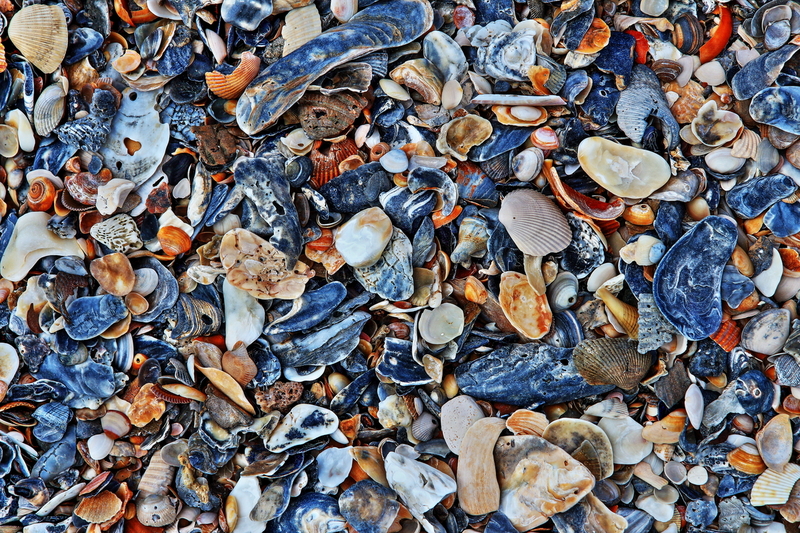 Shells Galore.jpg