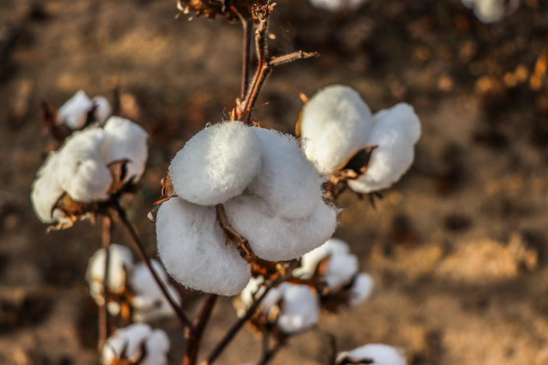 South Carolina Agriculture-Cotton Bold.jpg