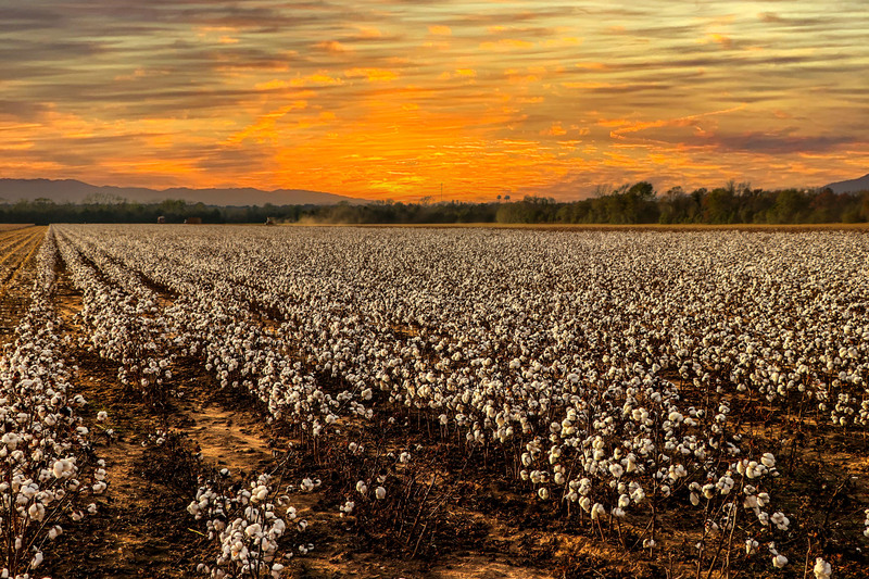 South Carolina Agriculture-Cotton Field at Sunset.jpg