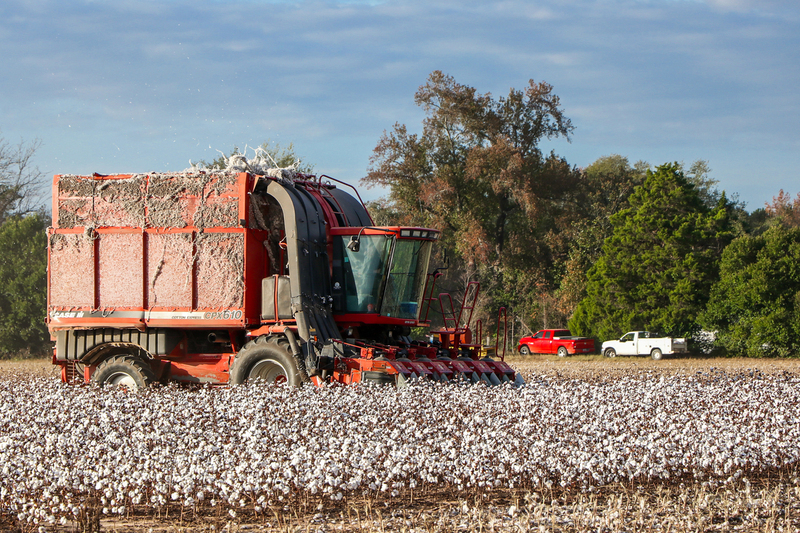 South Carolina Agriculture-Harvesting Cotton.jpg