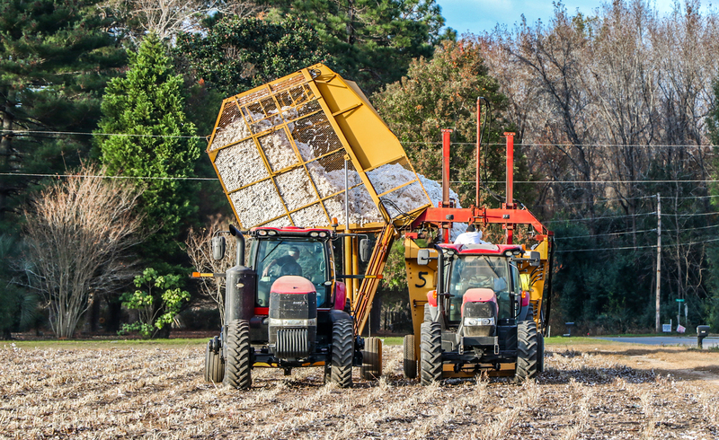 South Carolina Agriculture-Last Cotton Dump.jpg
