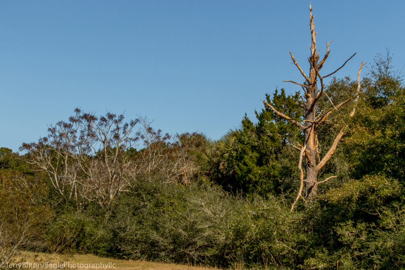 Standing Alone at Pinckney Refuge.jpg