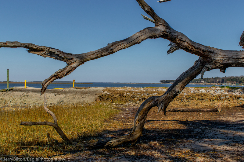 The Driftwood View.jpg