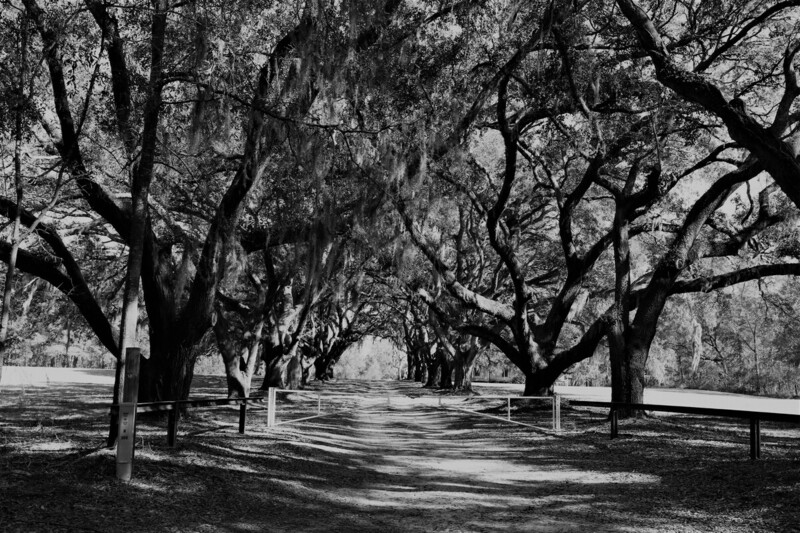 The Drive at Donnelly.jpg