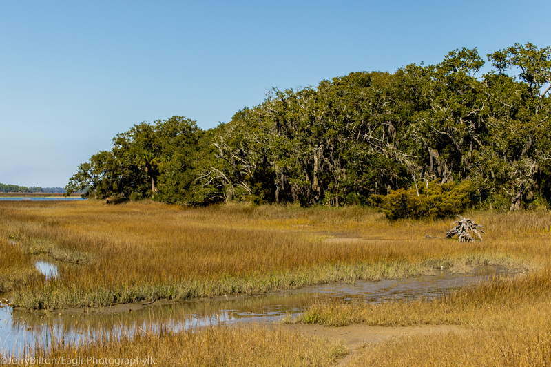 The Marsh at Pinckney Refuge.jpg