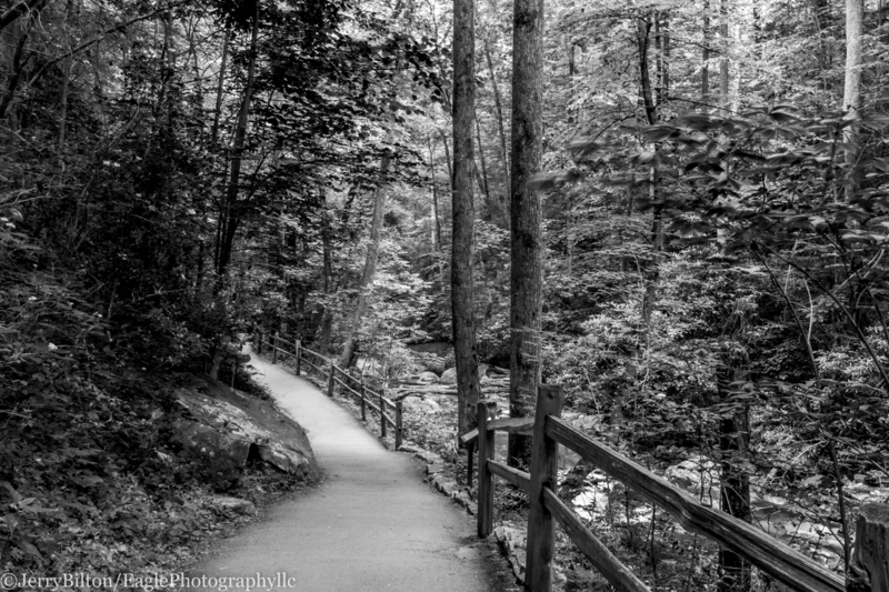 The Trail-Anna Ruby Falls.jpg