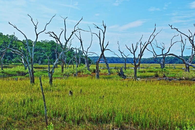 Trees in Marsh near Beaufort.jpg