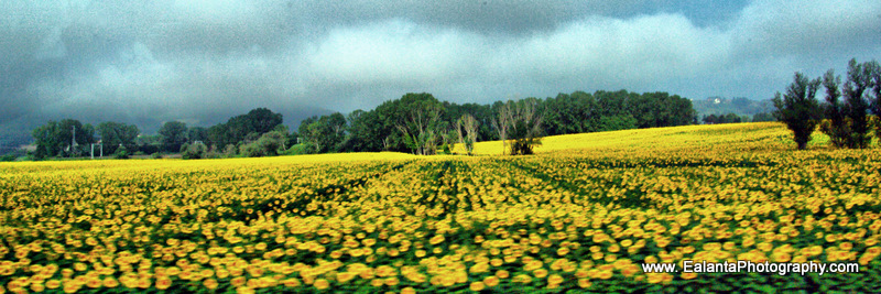 Feild of Sun Tuscany 12x36 metal 275.00.jpg