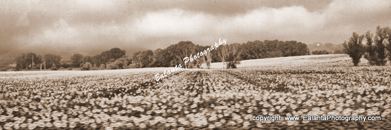 Field of Sun IMGP1091  12x36 sepia.jpg
