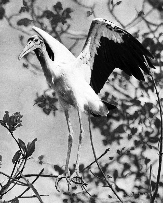 139 single iron head wood ibis spreading his wings hand colorized by C. Ebbets 1937.pq.jpg