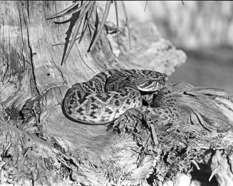 EVERGLADES 5-073 coiled rattlesnake by tree stump 1937..jpg