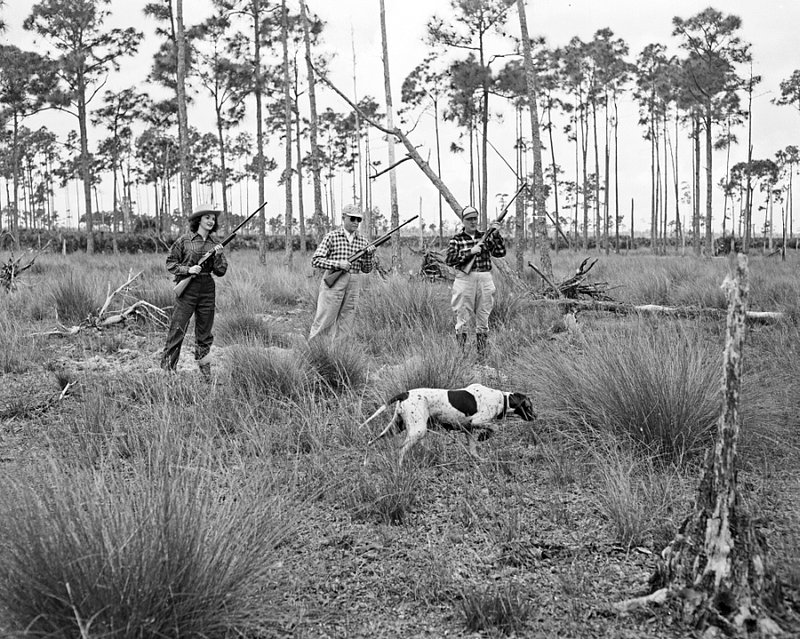 EVERGLADES 5-089  hunting scene in the Florida Everglades 1950.1.jpg
