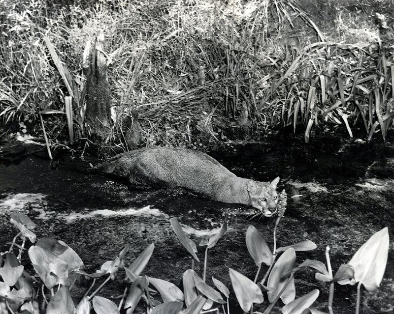 EVERGLADES 5-091  rare Florida panther in stream 19371.jpg