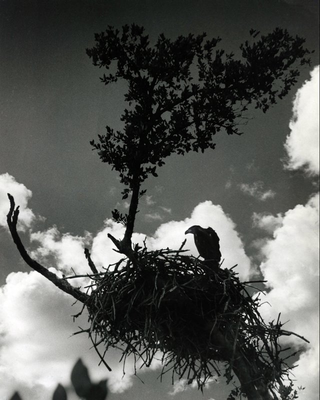 EVERGLADES 5-108 single bird on nest in silhouette 1937.jpg