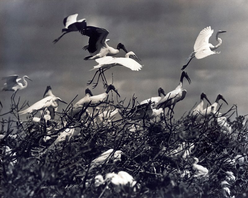 EVERGLADES 5-146 mid range rookery shot of ibis and egrets 1937..jpg