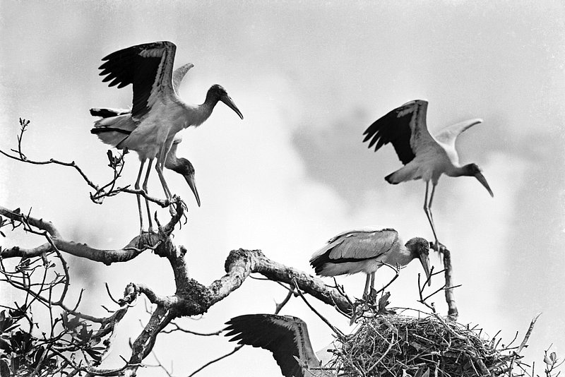 EVERGLADES 5-20 bird rookery wood ibis on nest in 10000 Islands region of Florida 1937..jpg