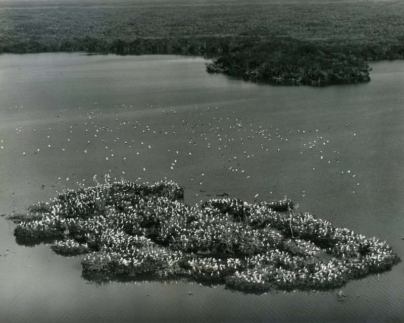 decline of the florida everglades A uf wildlife ecology and conservation professor has confirmed the cause of a declining rabbit population in gainesville’s sister swamp, the florida everglades national park. decline of the florida everglades A uf wildlife ecology and conservation professor has confirmed the cause of a declining rabbit population in gainesville’s sister swamp, the florida everglades national park.