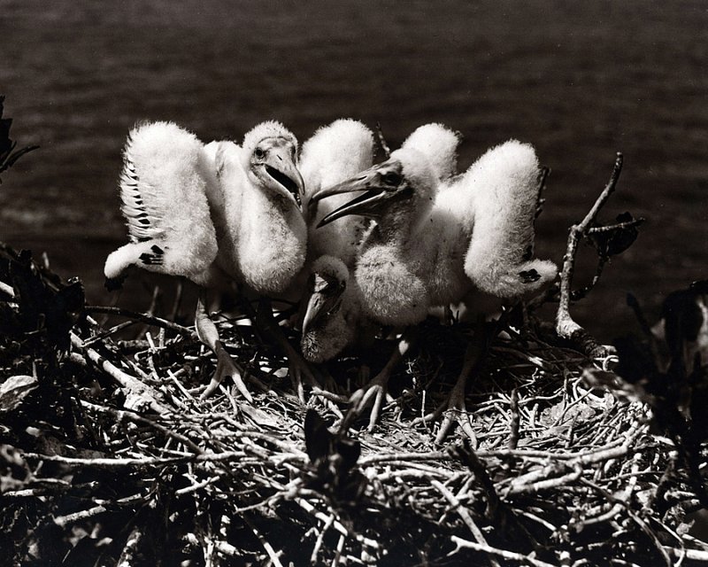Everglades 5-138 3 ten day old iron head wood ibis  in nest 1938.1.jpg