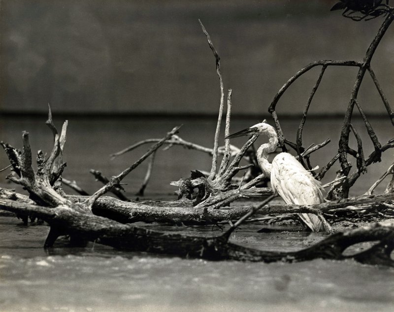 Everglades 5-197 snowy white egret wading by branch 1937.jpg
