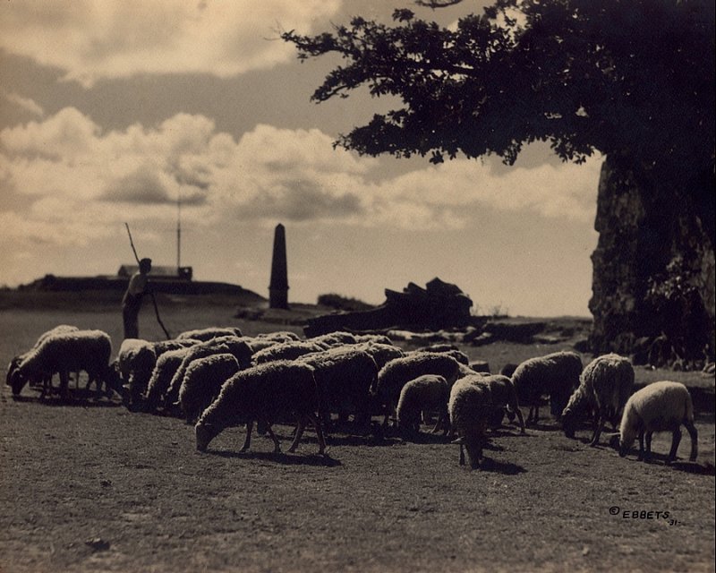 LANDSCAPES  SCENICS 8-50 flock of sheep at sunset 1931.1.jpg