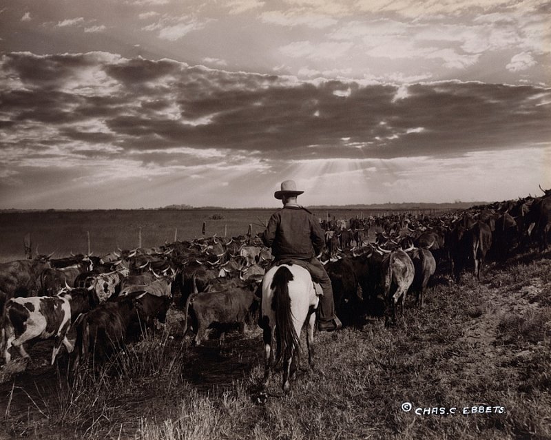 MISCELLANEOUS 9-23  Cowboy driving the herd into the sunset Florida c. 1941.jpg