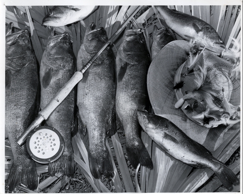 SPORTS fishing 15-111 close-up of fish catch w rod  hat c. 1950 SFOP 8x10.jpg