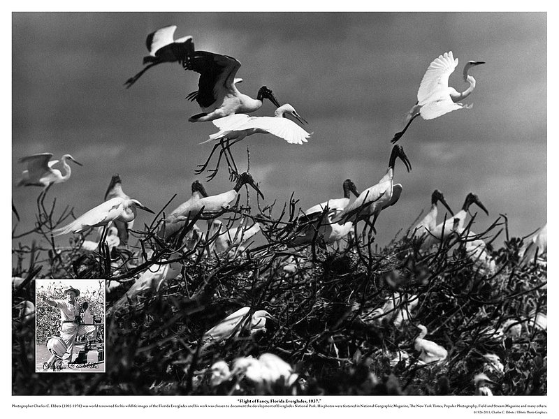 Signature Series 5 Florida Everglades Bird Rookery.jpg