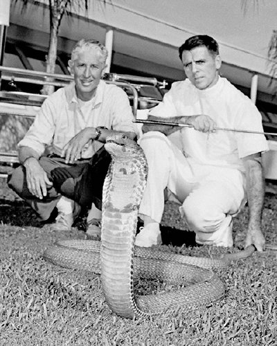 CELEBRITIES (2-219LR) Bill Haast  and friend with king cobra facing the camera.jpg