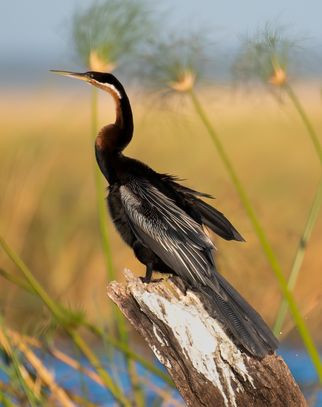 African Darter(1).jpg