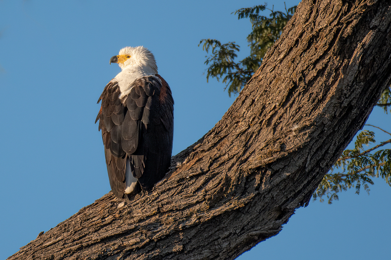 African Fish Eagle-2(1).jpg