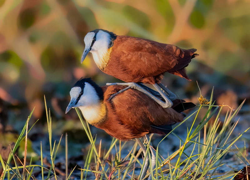 African Jacanas(2).jpg