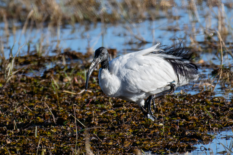 African Sacred Ibis.jpg
