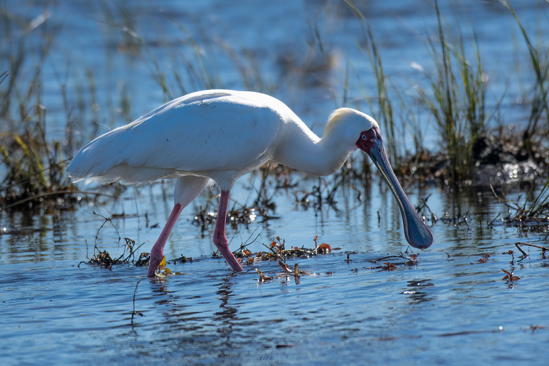 African Spoonbill.jpg