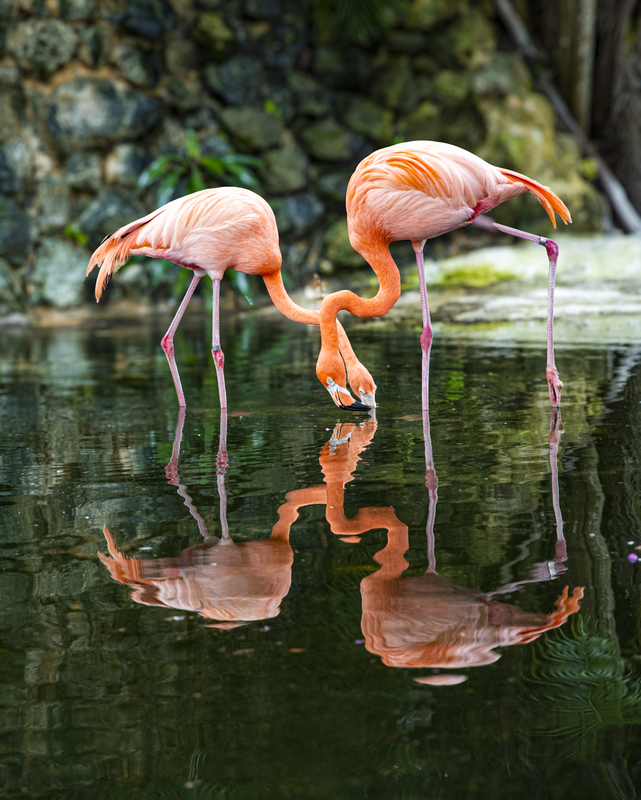 American Flamingo.jpg