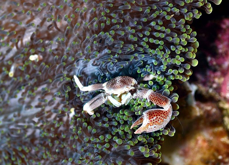 Anemone Crab.jpg