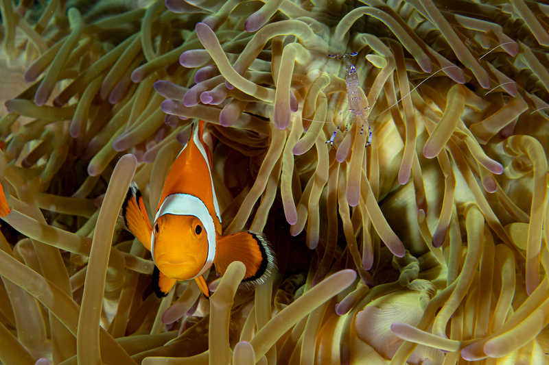 Anemonefish(3).jpg
