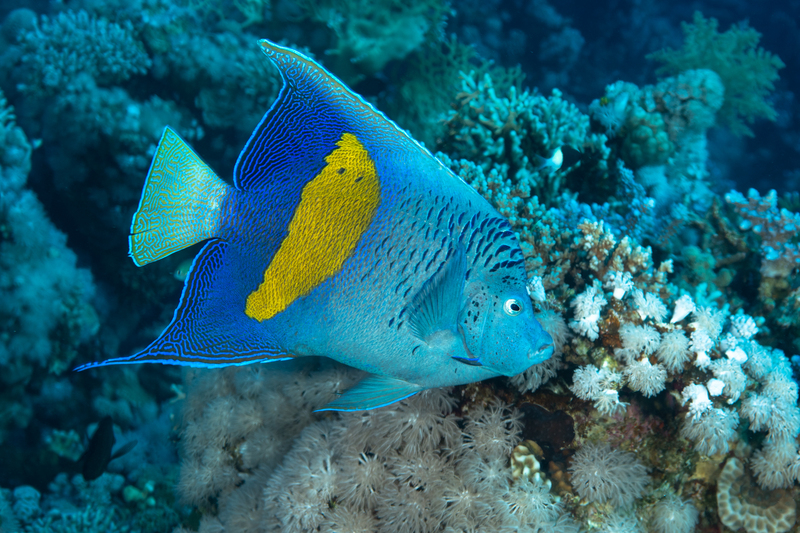 Arabian Angelfish(1).jpg