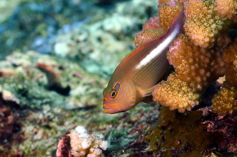 Arc-Eye Hawkfish.jpg