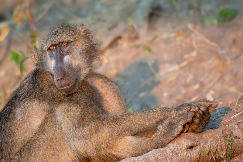 Baboon posing.jpg
