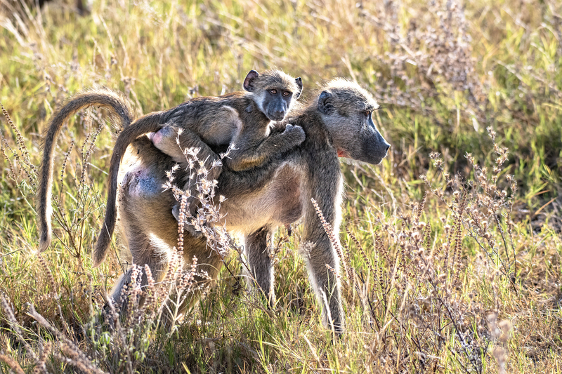 Baboon with baby(1).jpg