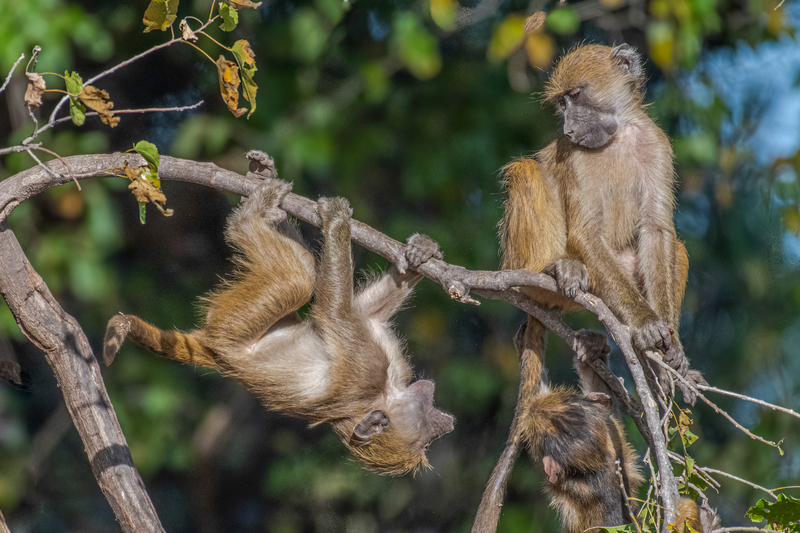Baboons.jpg